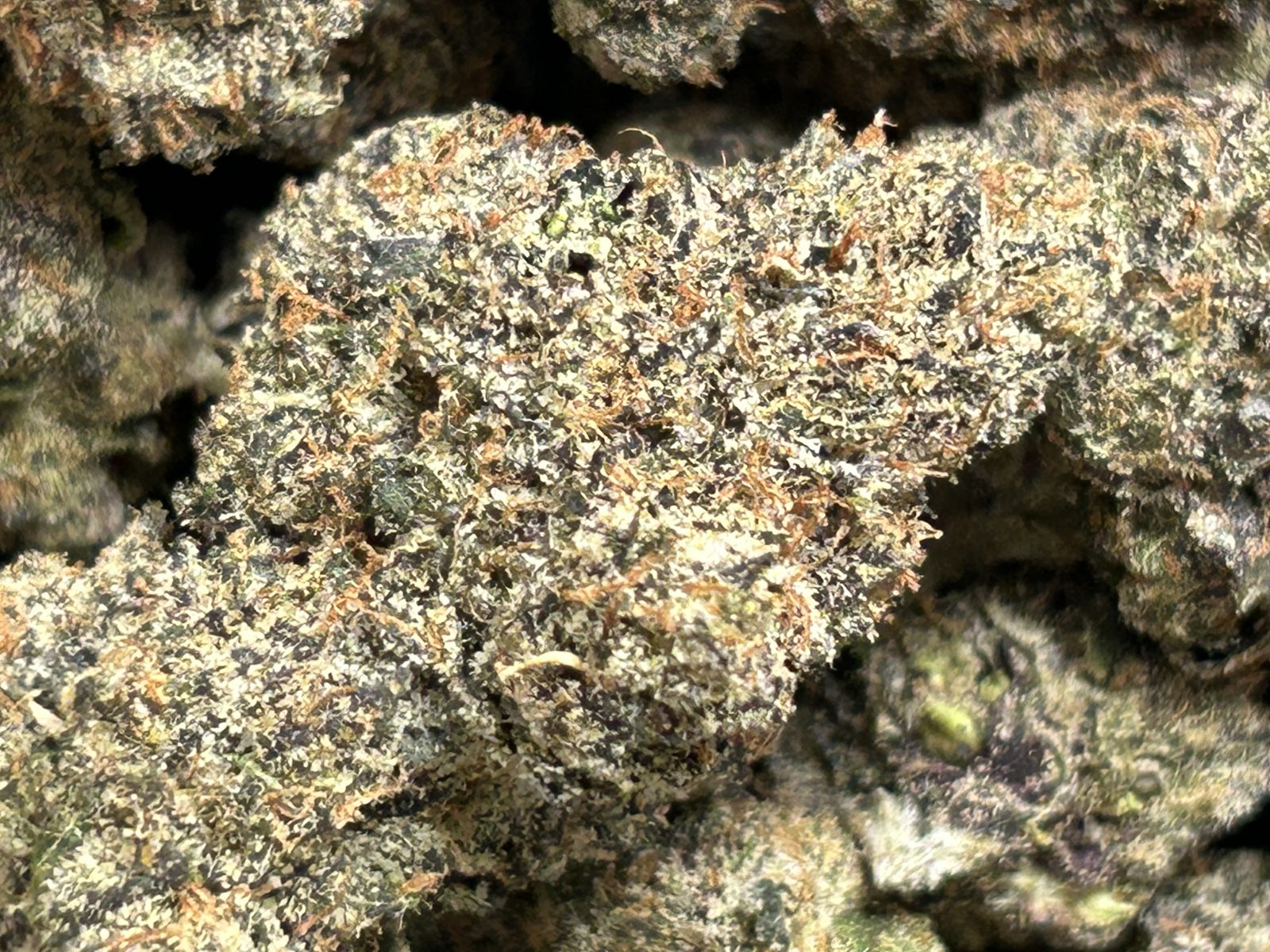 Blueberry Yum Yum
