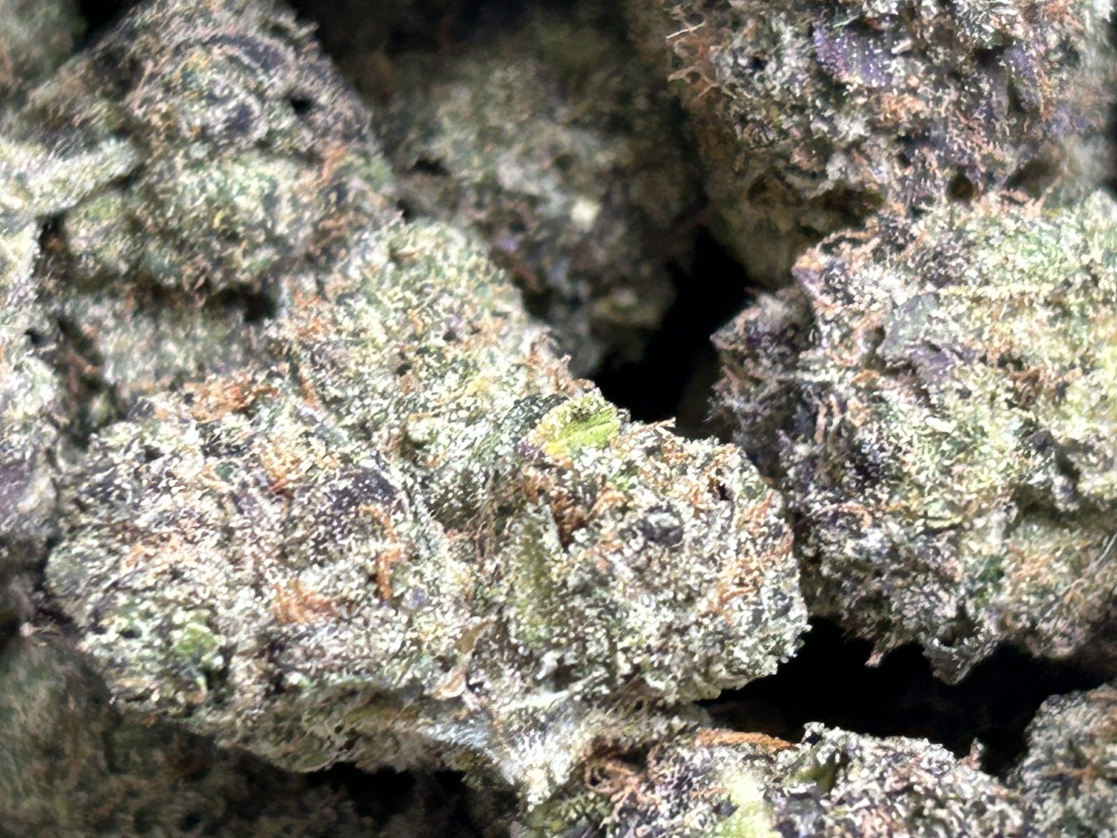Gelato #33