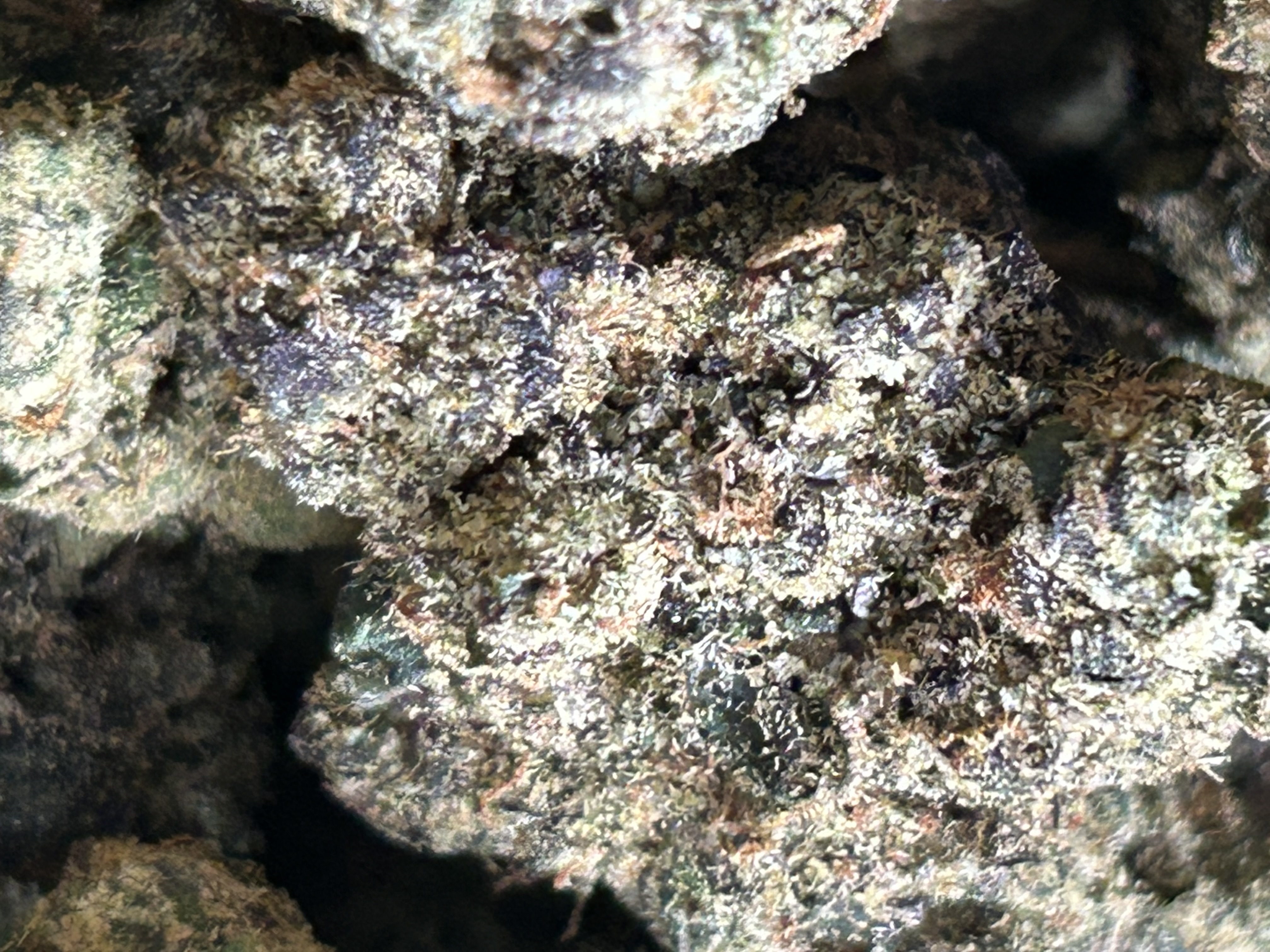 Cherry Blossom