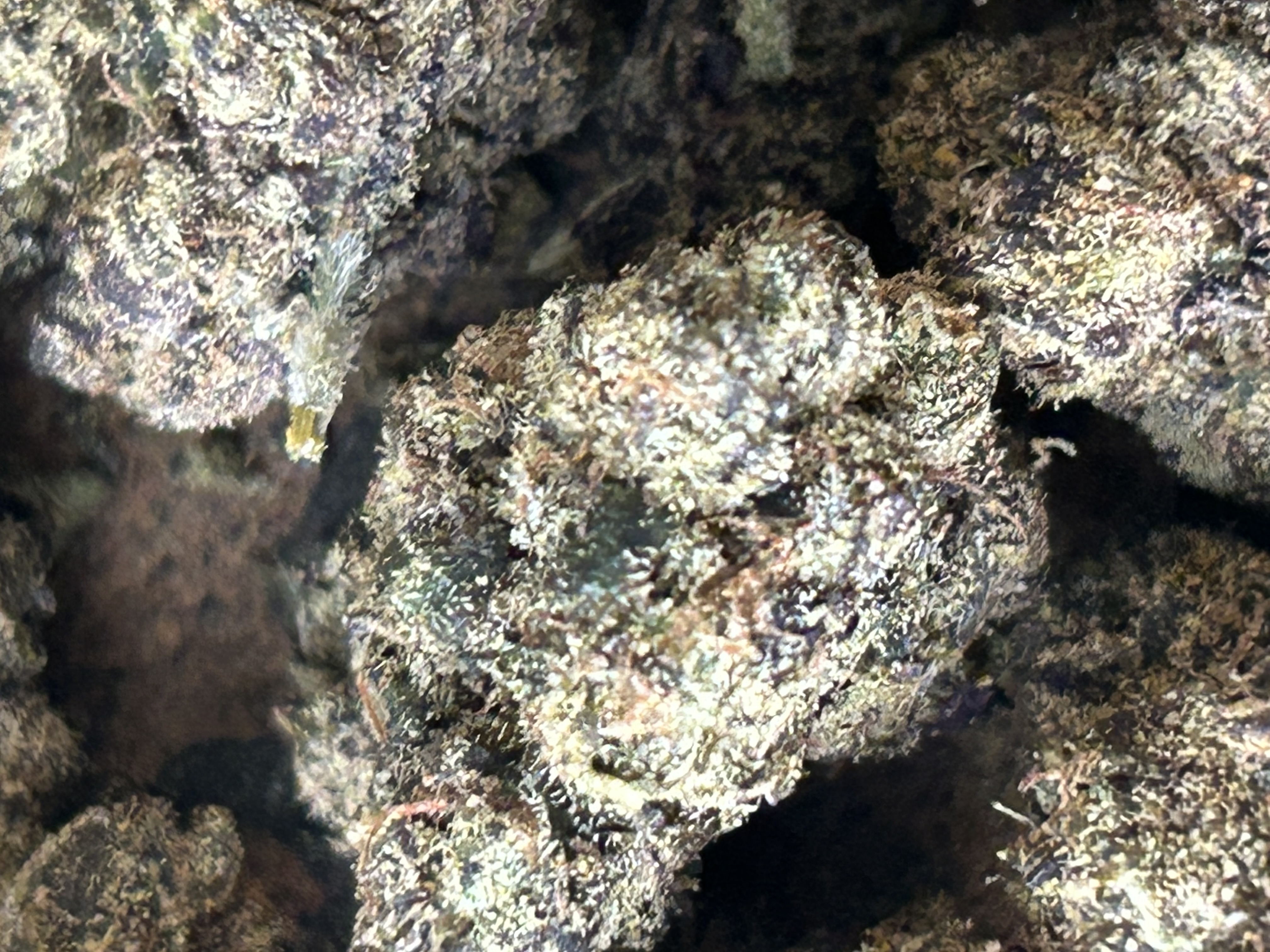 Krypto Chronic