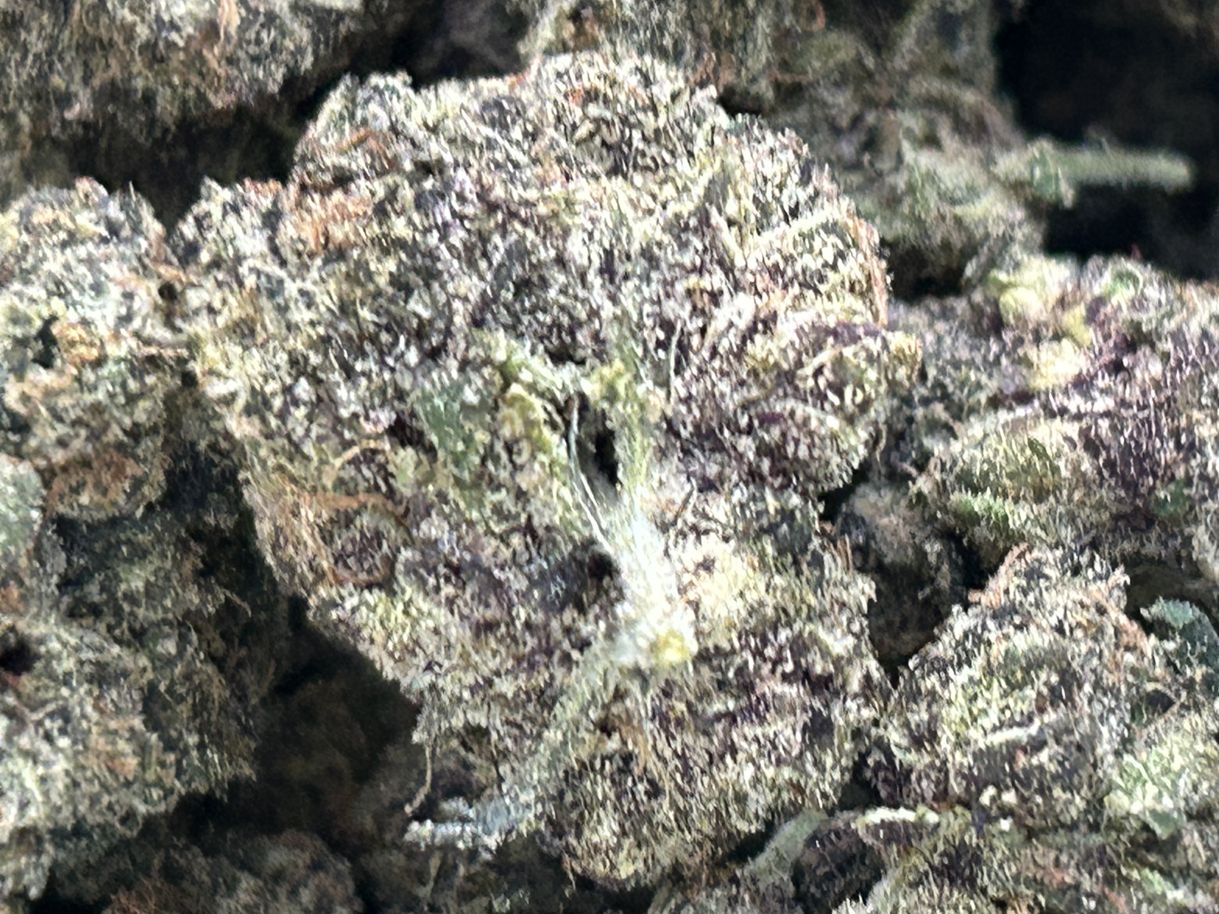 VVS
