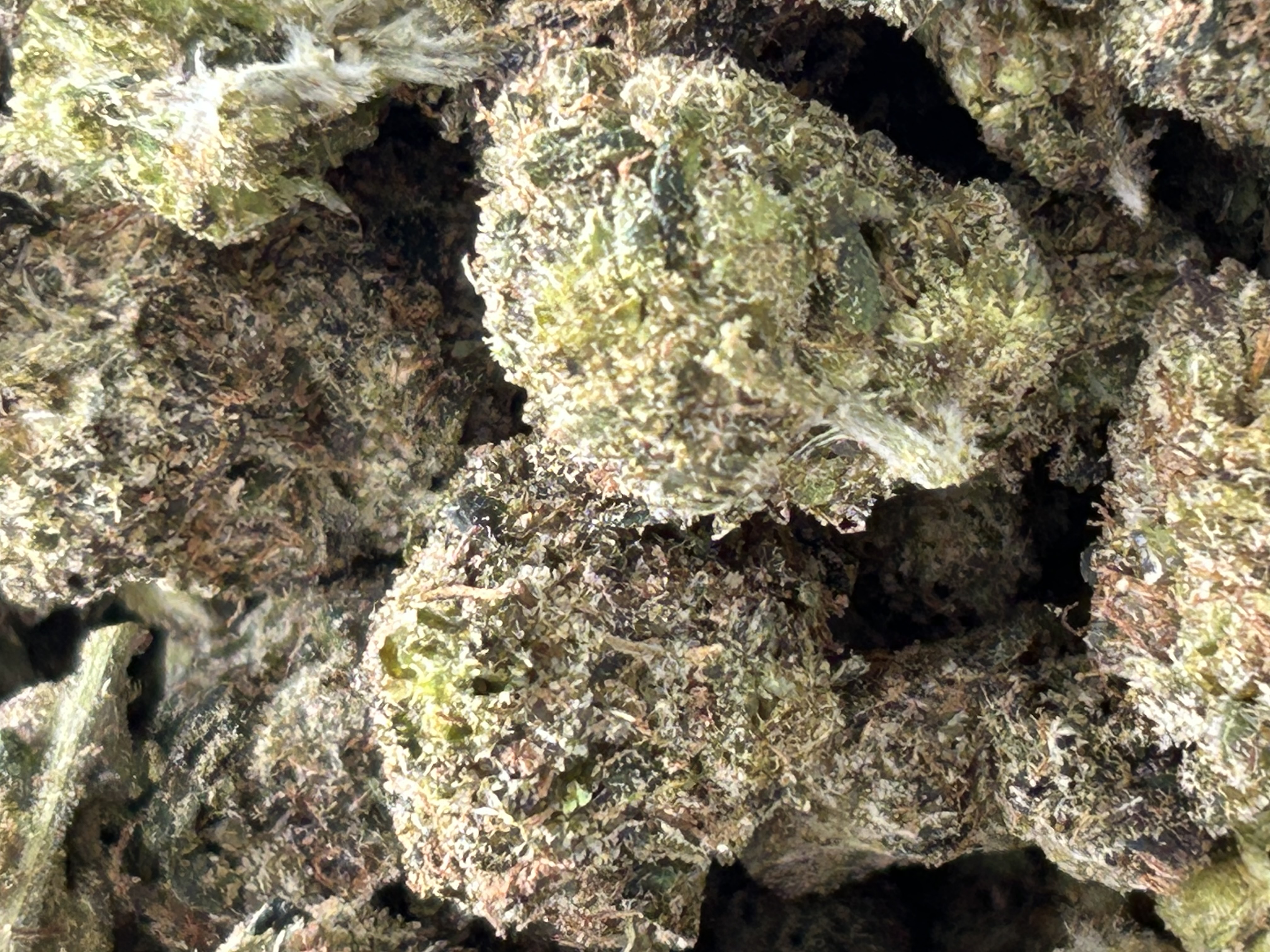 King Louis XIII