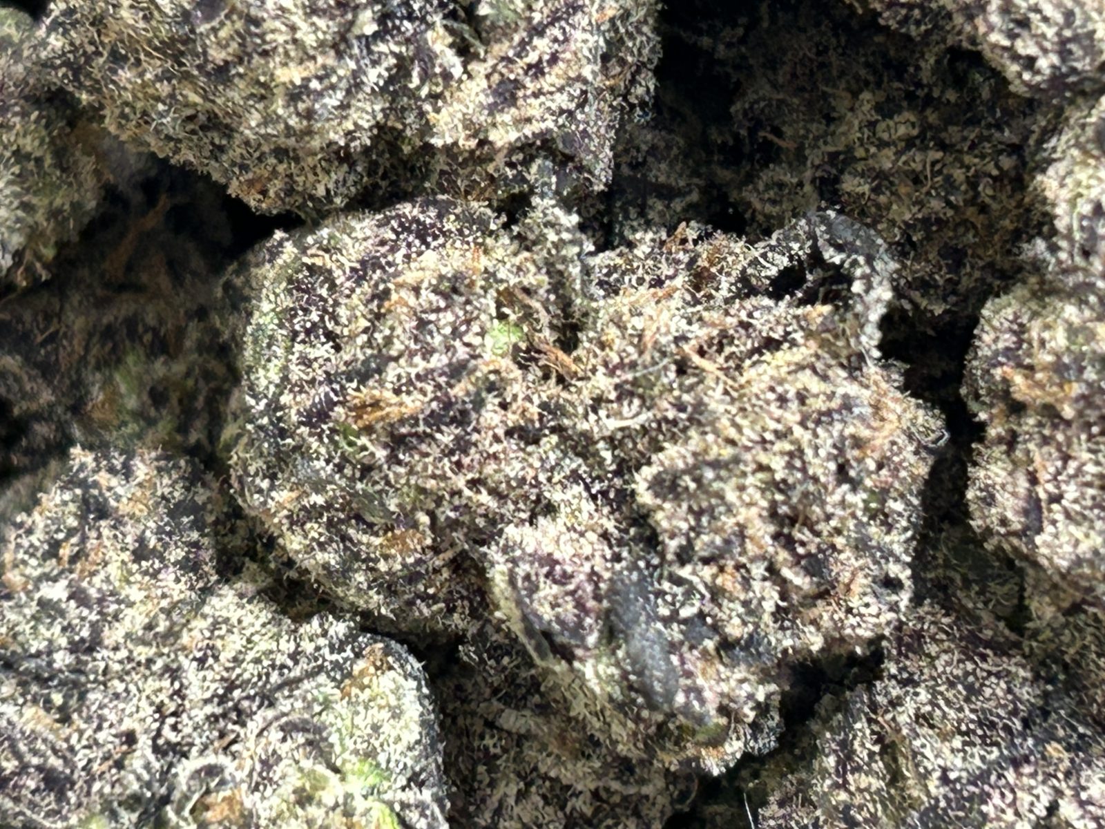 Purple Rain