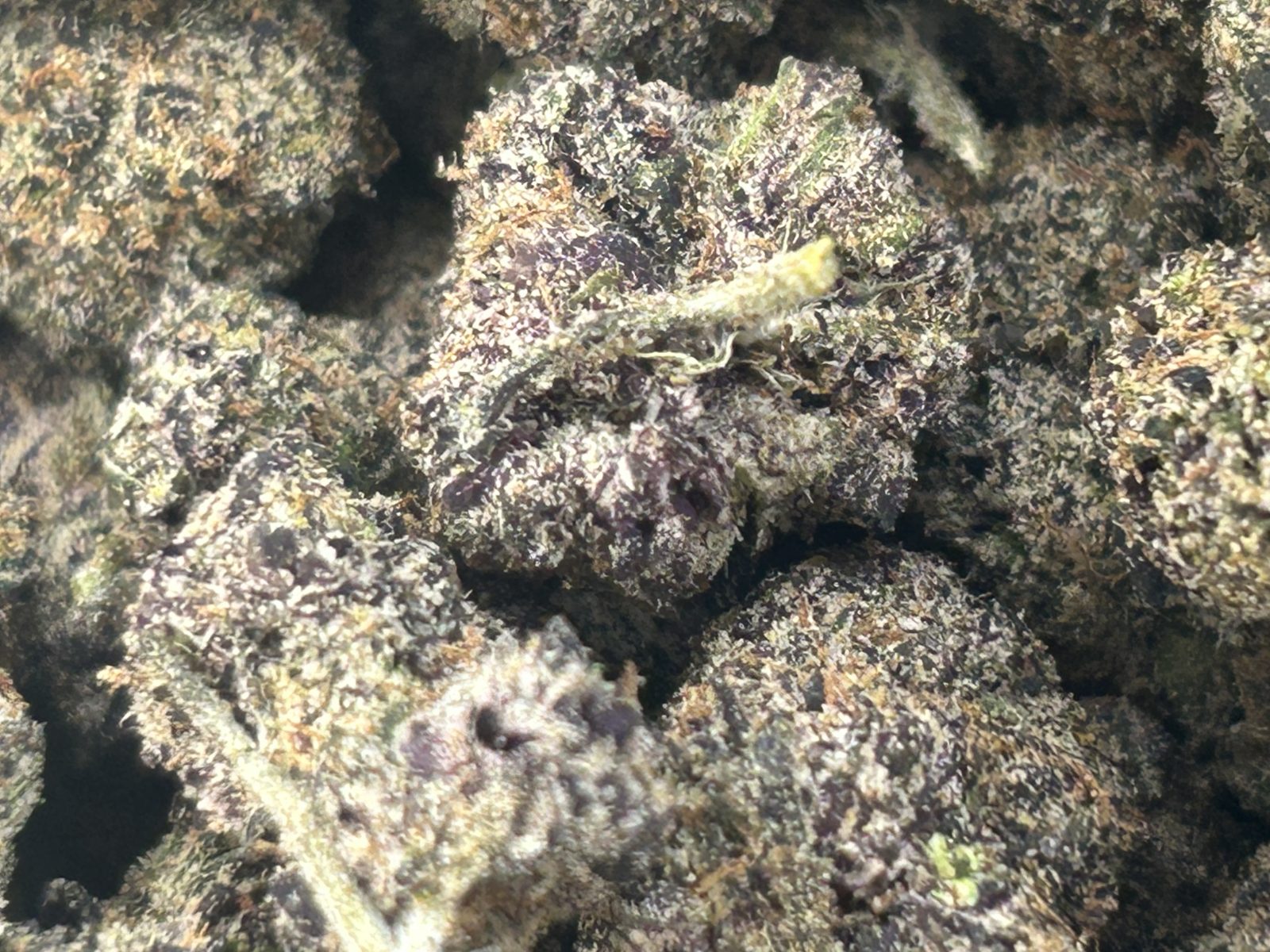 Purple Sprite
