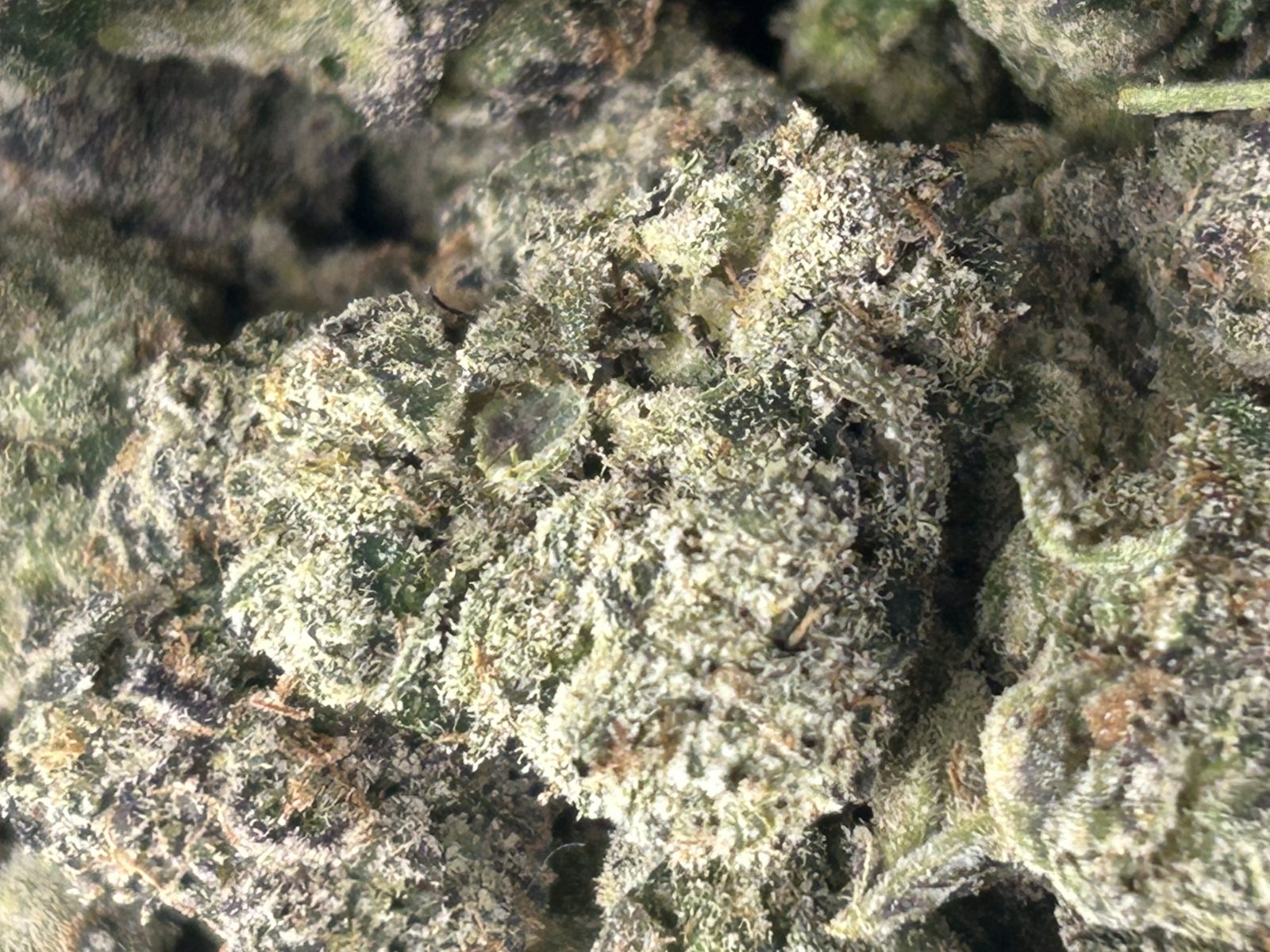 White Himalaya